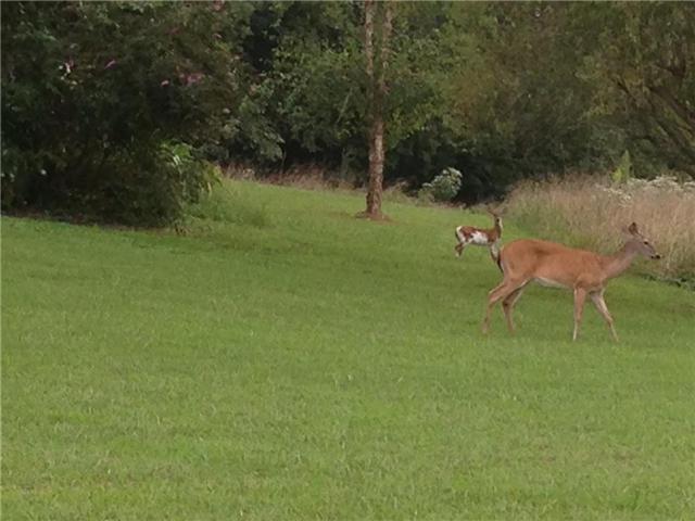 4 Spray Road Fayetteville, TN 37334 - Photo 4 of 20 Wildlife