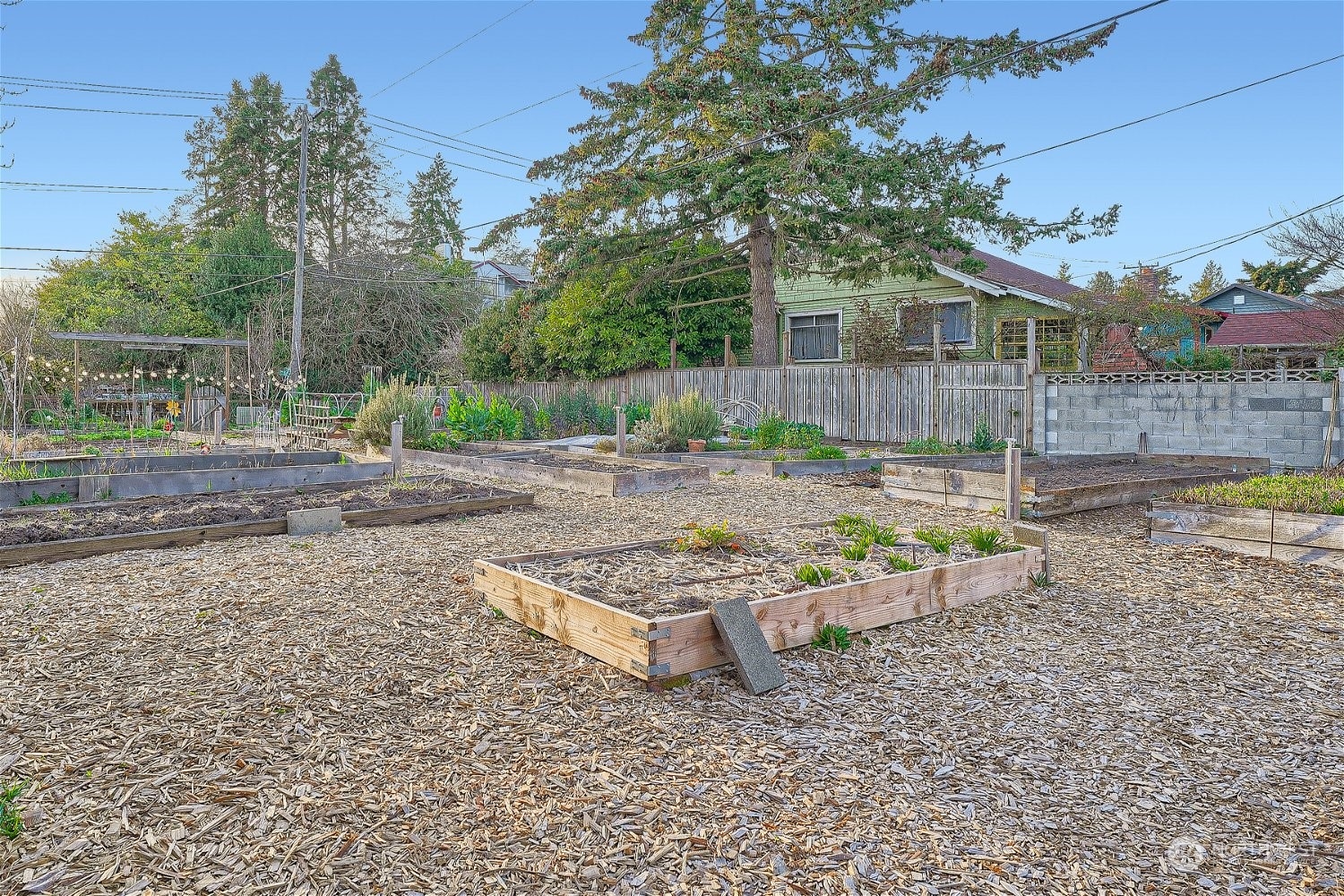 3419 36th Avenue South, Unit A Seattle, WA 98144 - Photo 19 of 23 a view of a backyard with trees