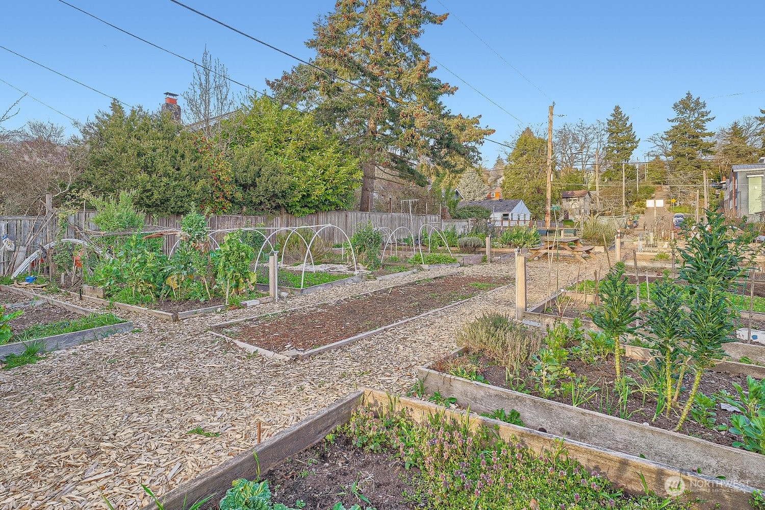 3419 36th Avenue South, Unit A Seattle, WA 98144 - Photo 20 of 23 a view of a yard with plants and trees