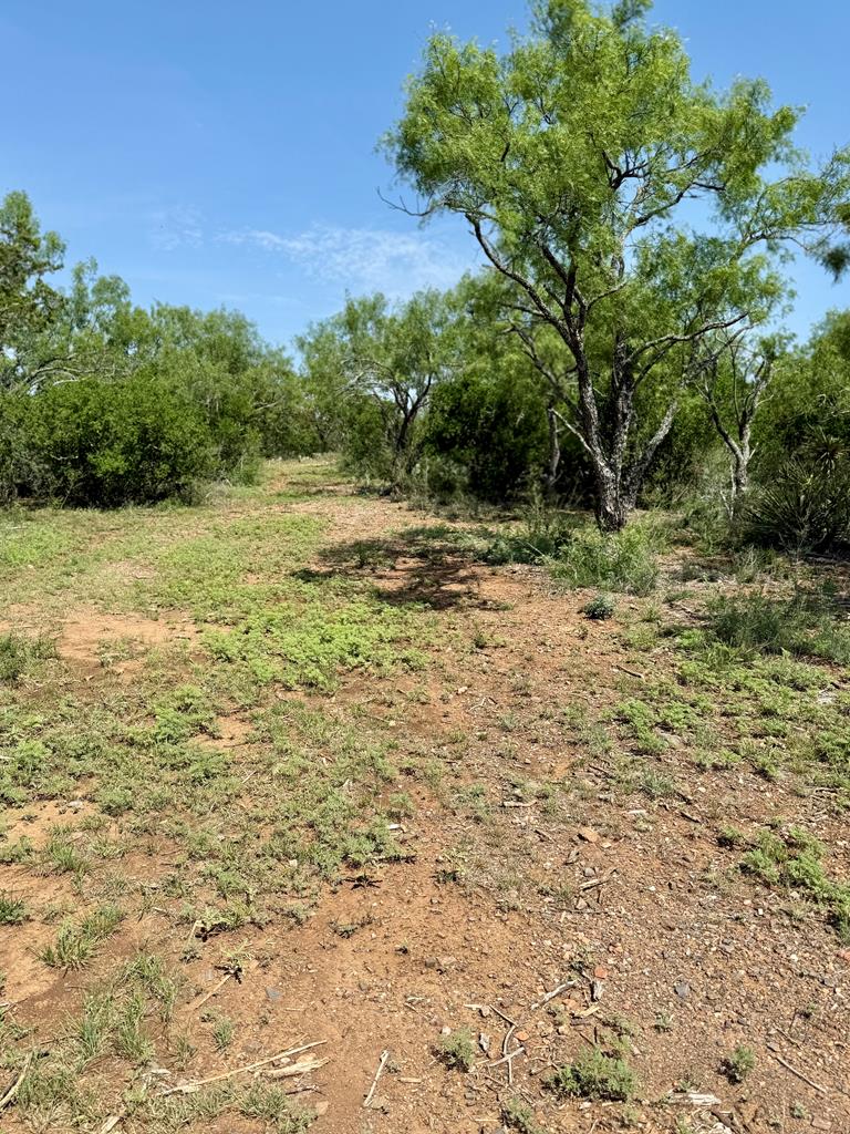 6501 Old Junction Road Mason, TX 76856 - Photo 14 of 26 a view of a yard with a tree