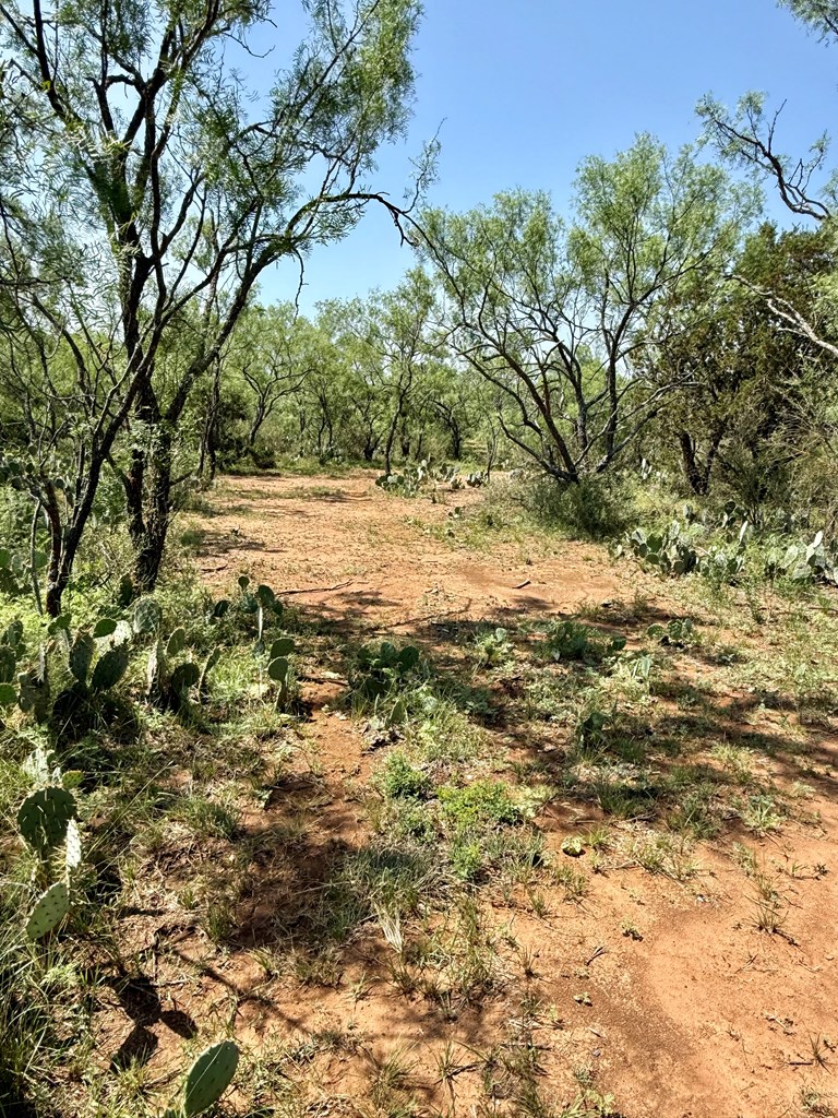 6501 Old Junction Road Mason, TX 76856 - Photo 17 of 26 a view of a yard with a tree