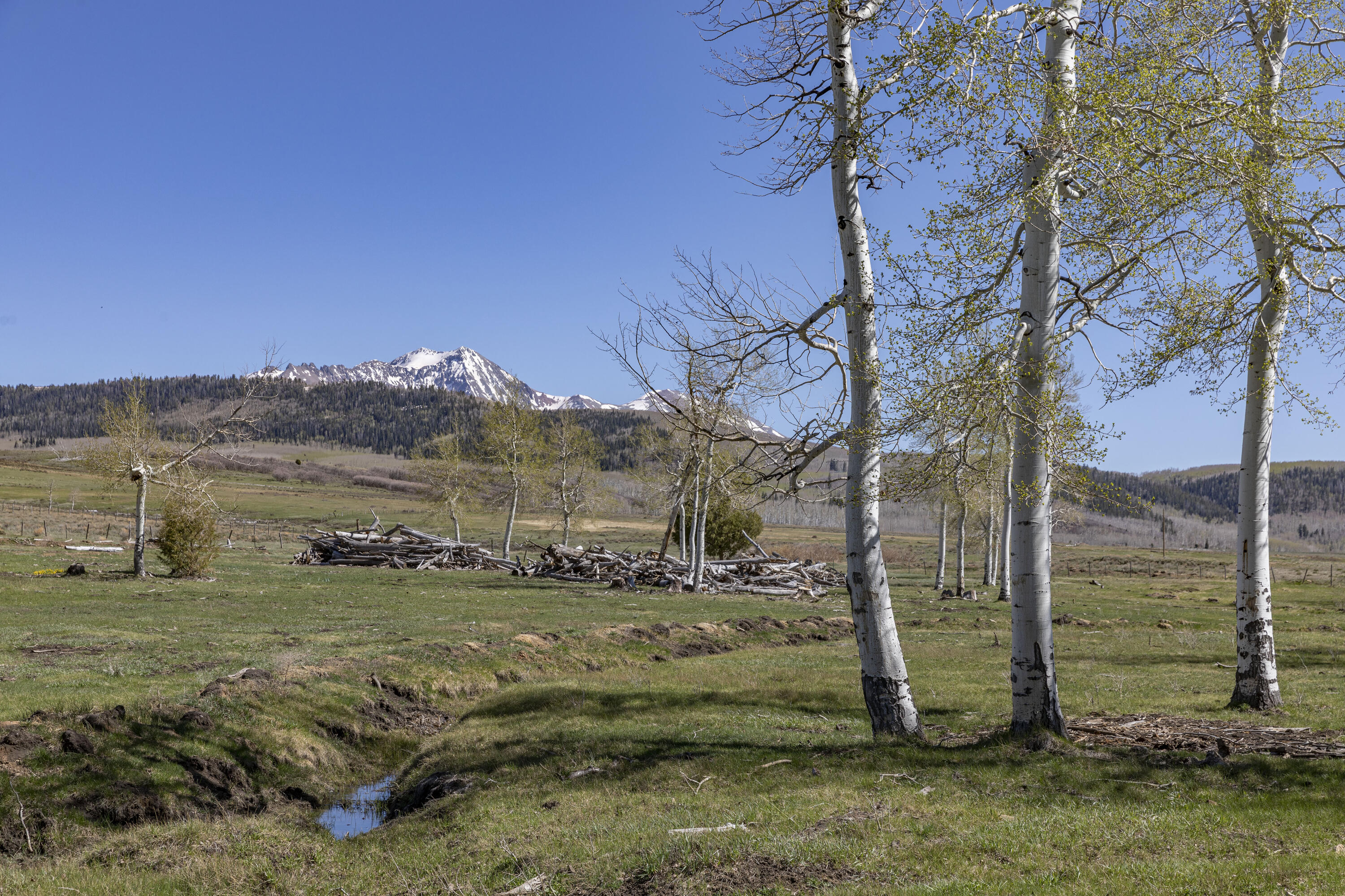 1692 County Road Placerville, CO 81430 - Photo 20 of 36 a view of a field with an trees