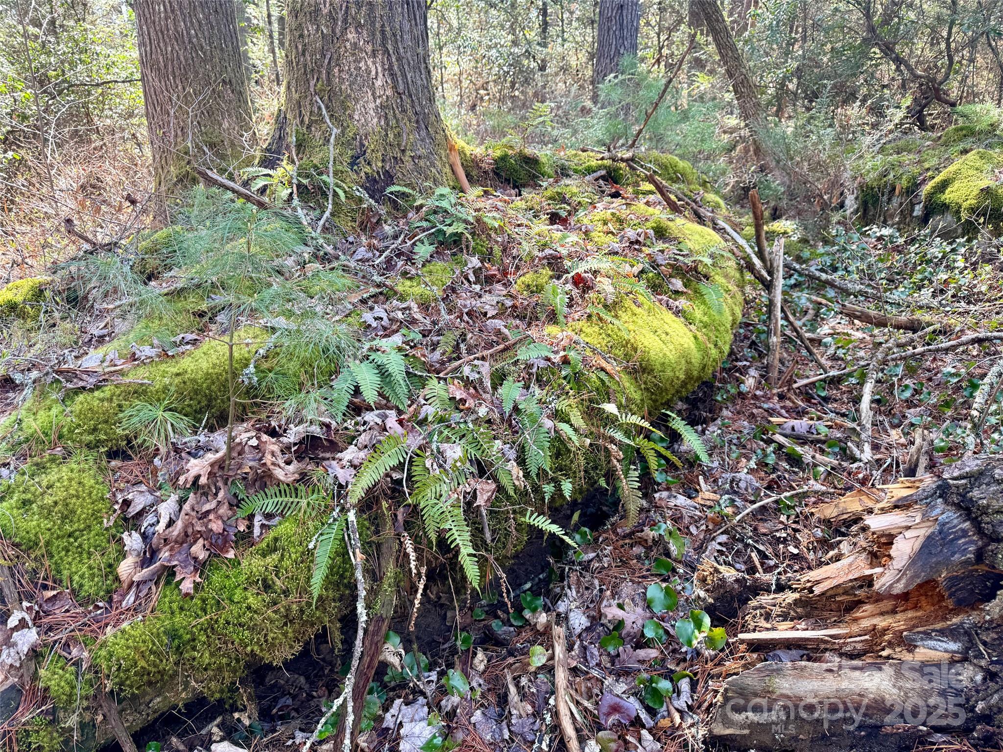45 Stones Lake Road Cedar Mountain, NC 28718 - Photo 12 of 19 a view of a garden with plants and trees
