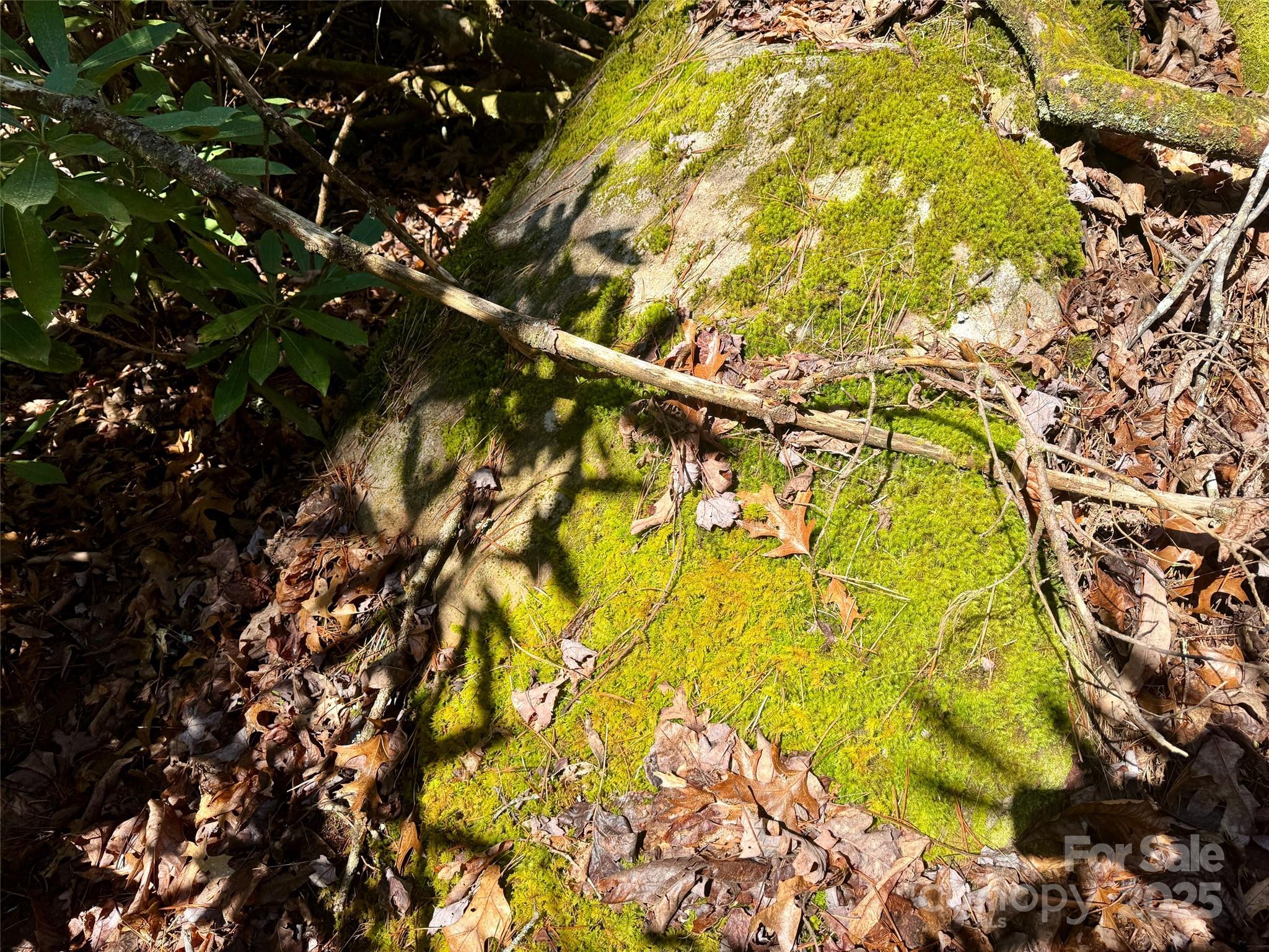 45 Stones Lake Road Cedar Mountain, NC 28718 - Photo 16 of 19 a picture of a tree
