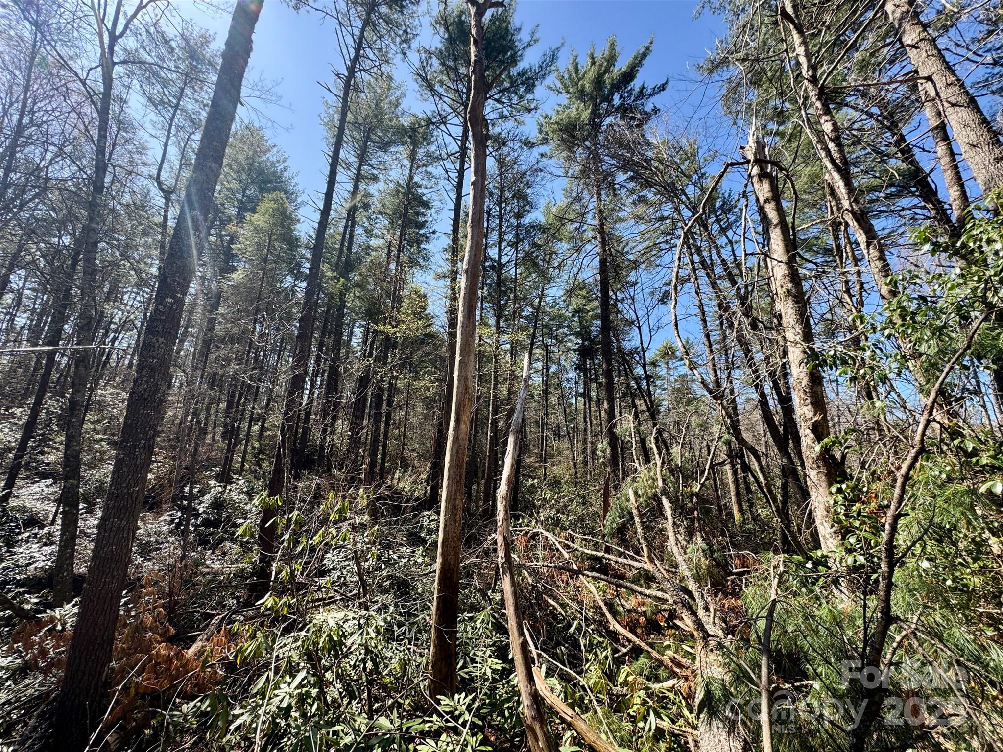 45 Stones Lake Road Cedar Mountain, NC 28718 - Photo 18 of 19 a view of forest