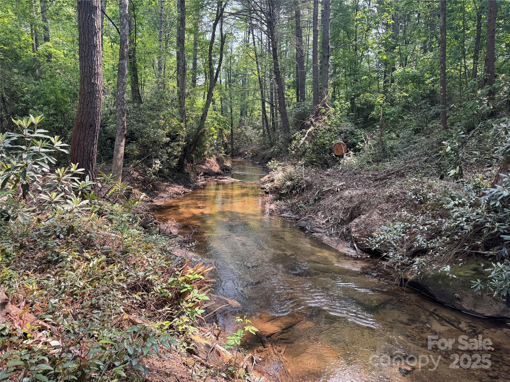 45 Stones Lake Road Cedar Mountain, NC 28718 - Photo 5 of 19 a view of a forest with trees in the background