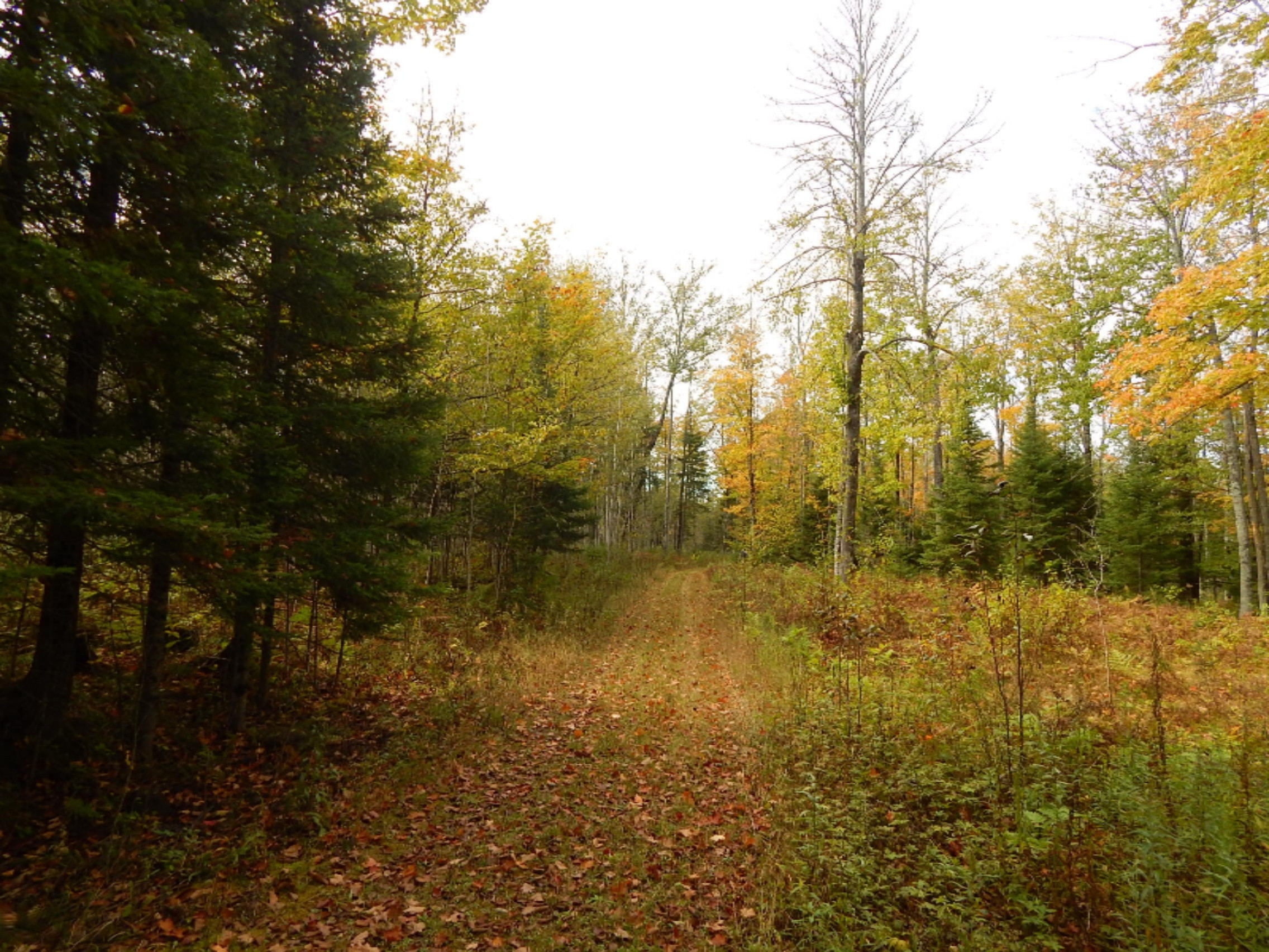3775 Oman Road Felch, MI 49831 - Photo 13 of 31 File_002 (6)