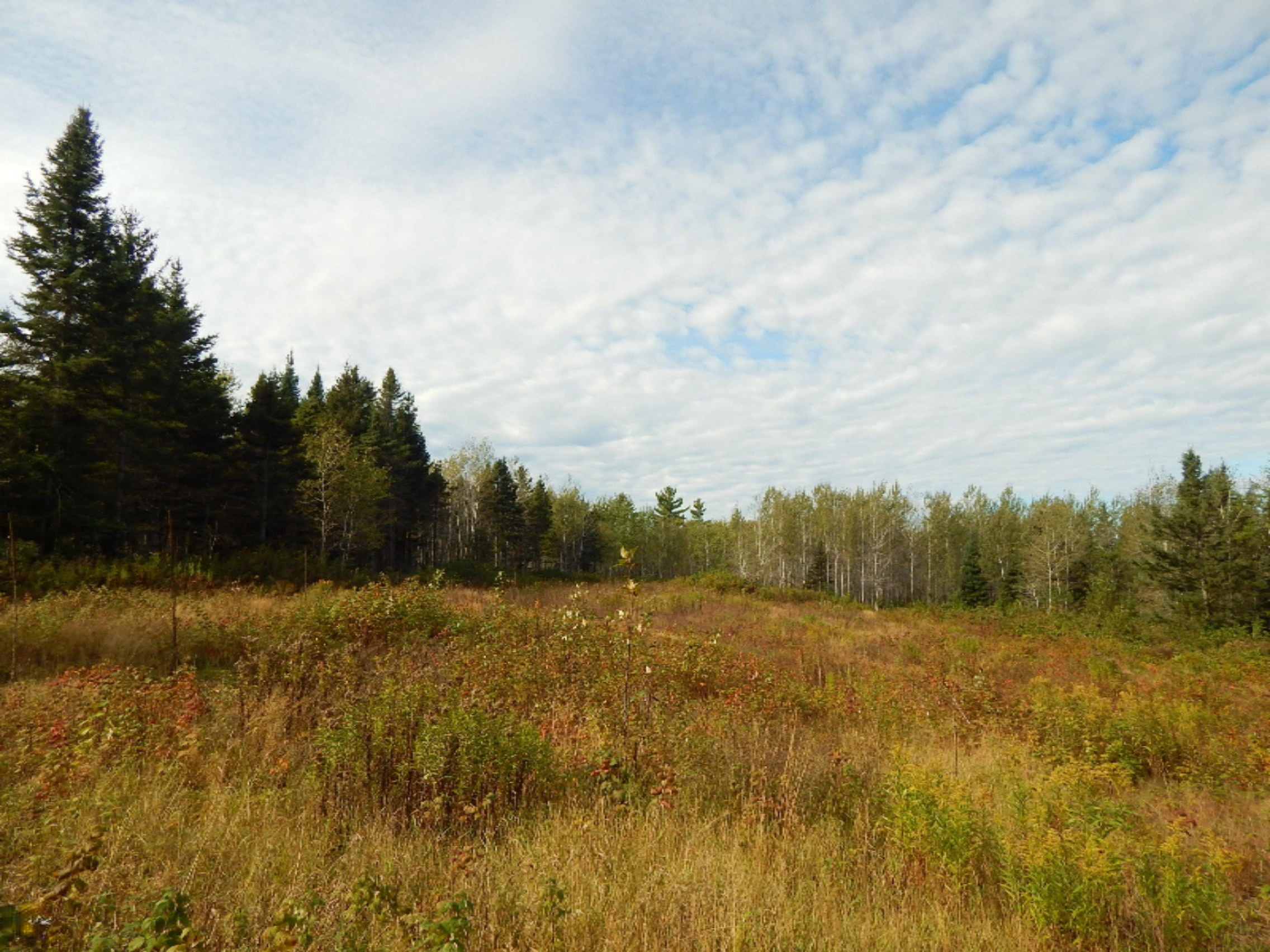 3775 Oman Road Felch, MI 49831 - Photo 14 of 31 File_002 (8)