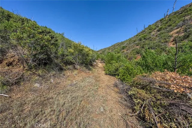 a close up of a tree