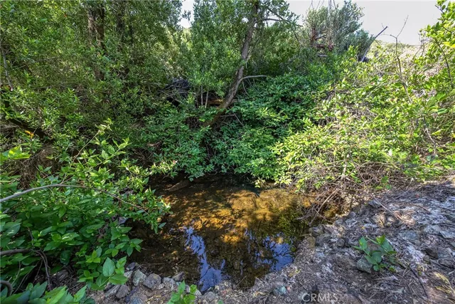 a view of a forest with lots of trees