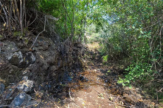 a view of a yard with plants