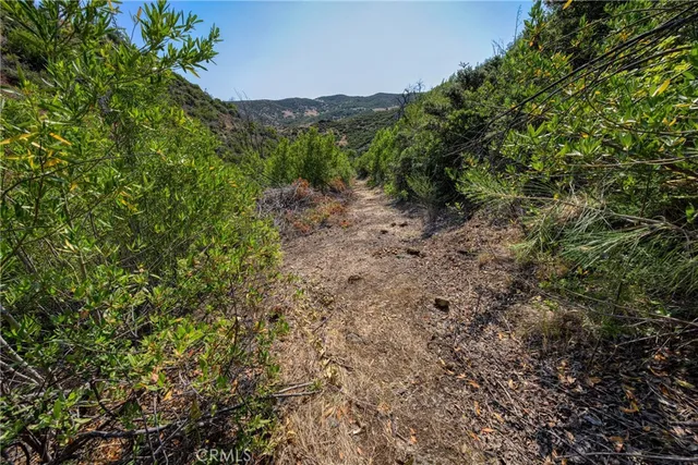 a view of a yard with plants and trees