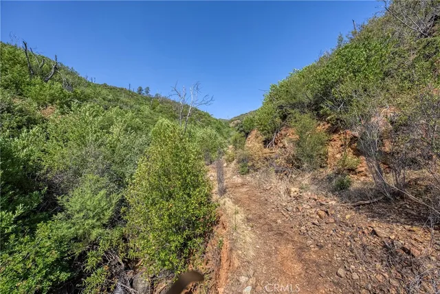 a view of a large trees with plants in front of it