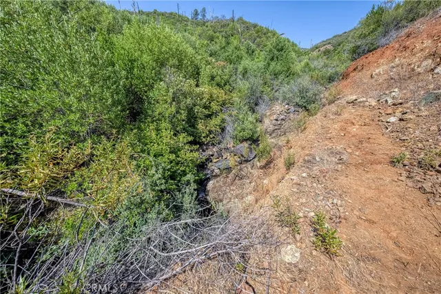 a view of a forest with a mountain in the background