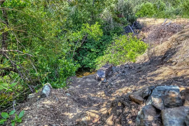 a view of a tree in a forest