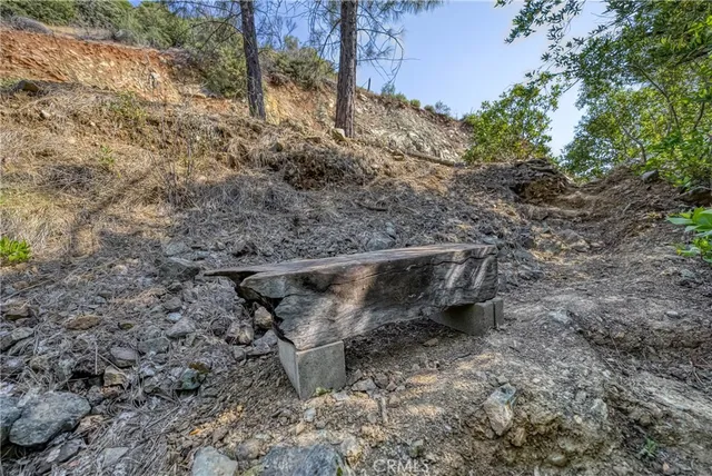 a view of a plants in front of a tree