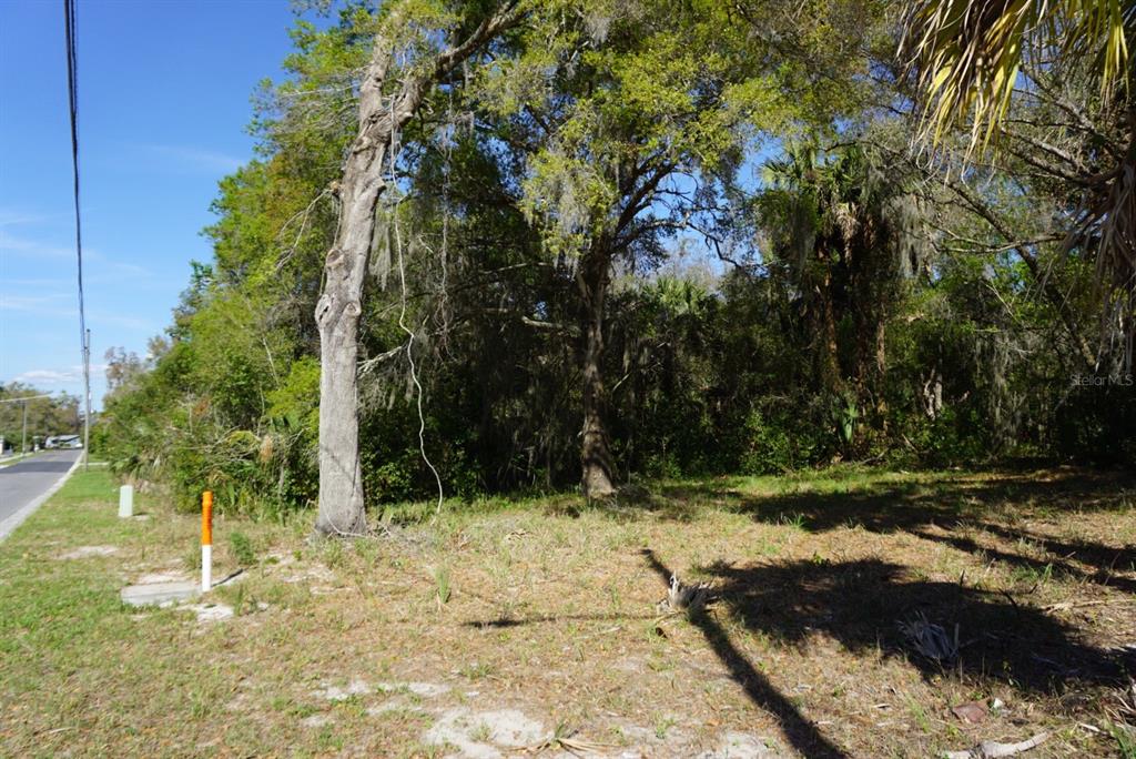 Palmetto Street Eustis, FL 32726 - Photo 3 of 5 a view of backyard of green space