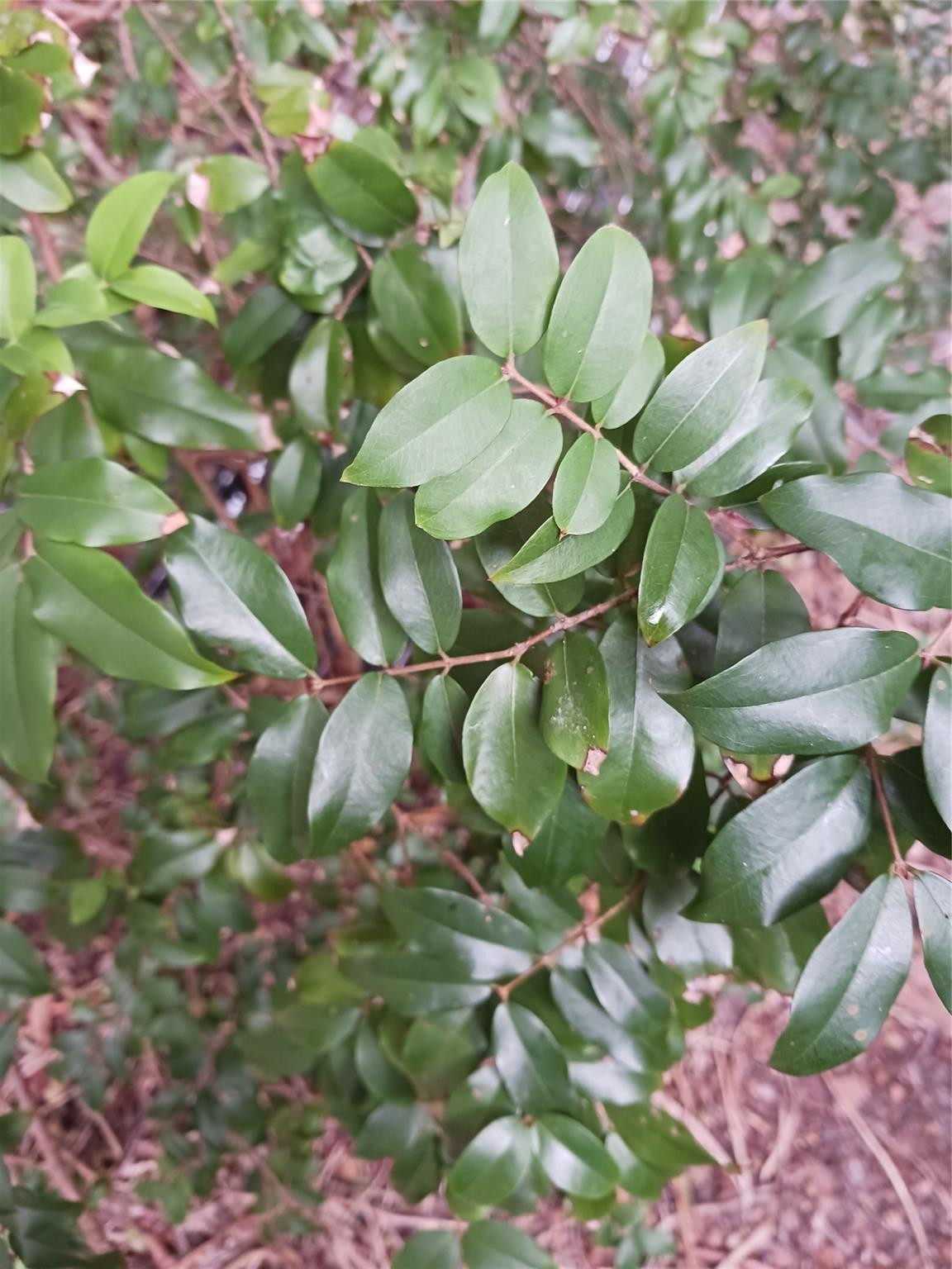 a close up of a green plant in a garden