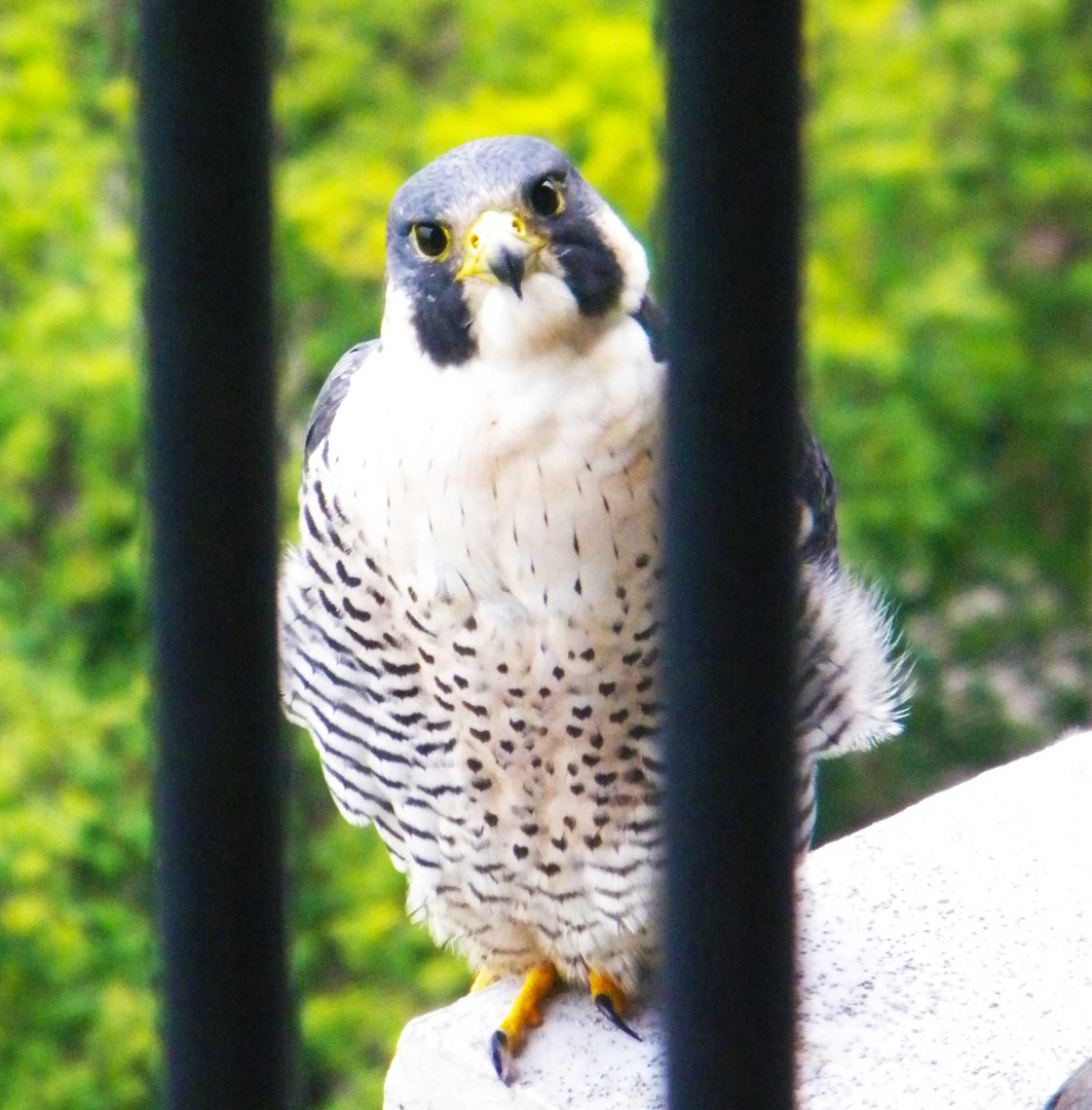 400 East Randolph Street, Unit 3905 Chicago, IL 60601 - Photo 26 of 55 a close up of a painting on a wall