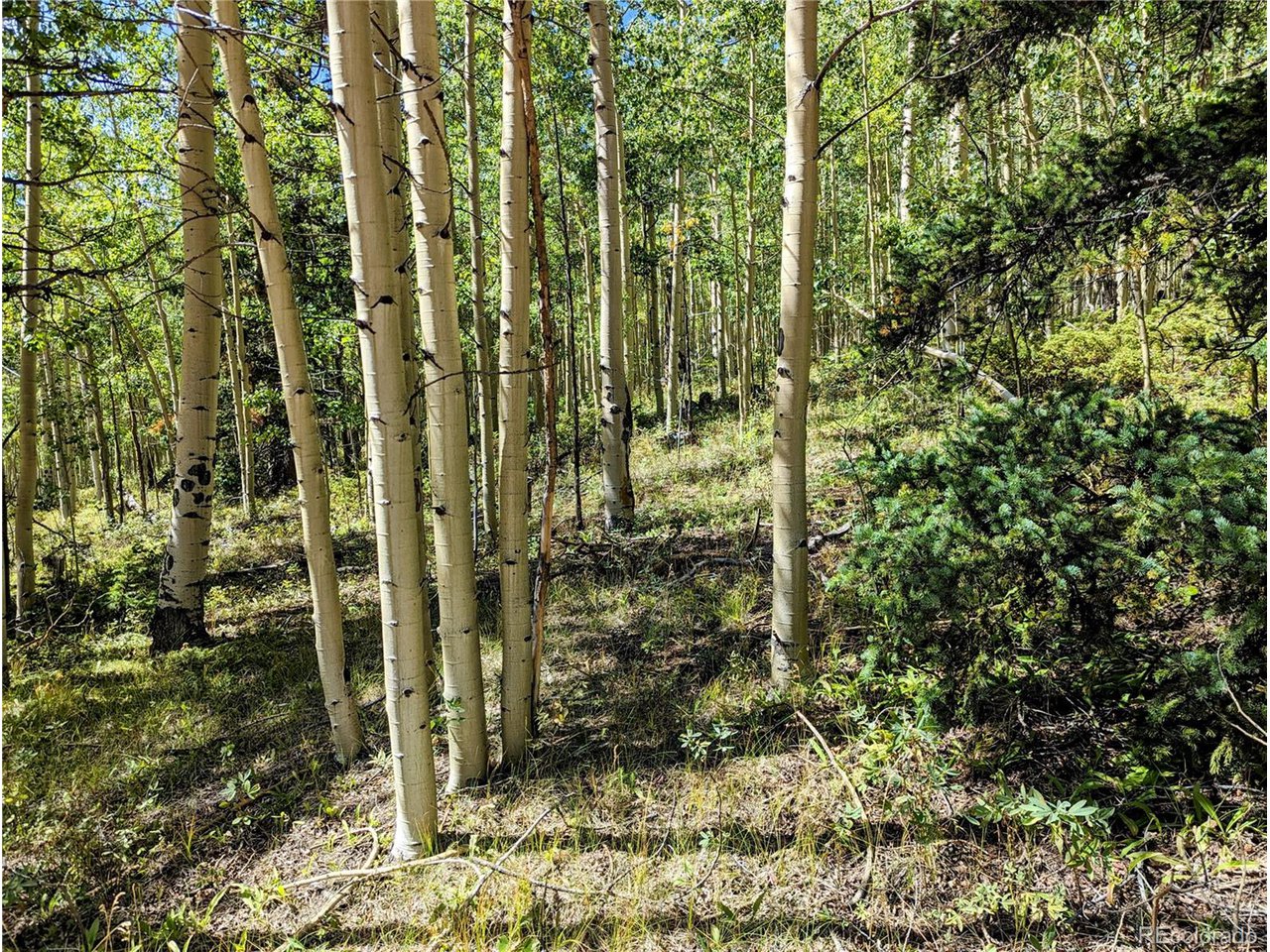 5387 Adams Road Fort Garland, CO 81133 - Photo 4 of 25