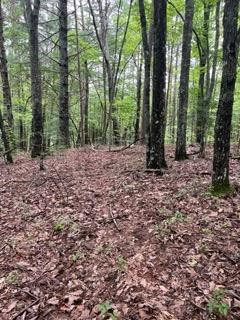 Lot 42 Timberline Road Murphy, NC 28906 - Photo 5 of 12