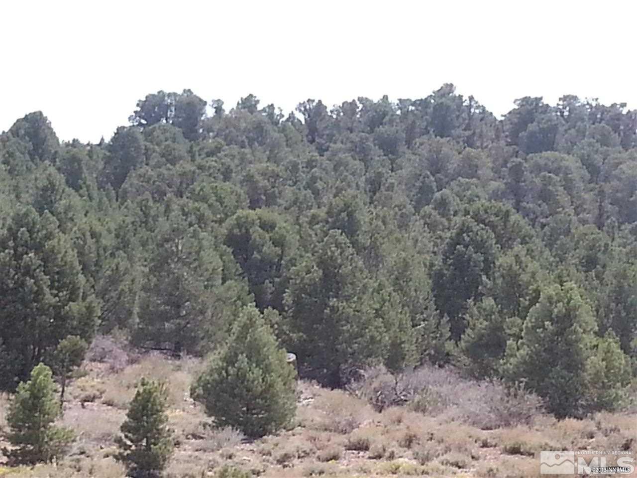 40 Toll Road Reno, NV 89521 - Photo 4 of 7 a view of a forest with a tree in the background