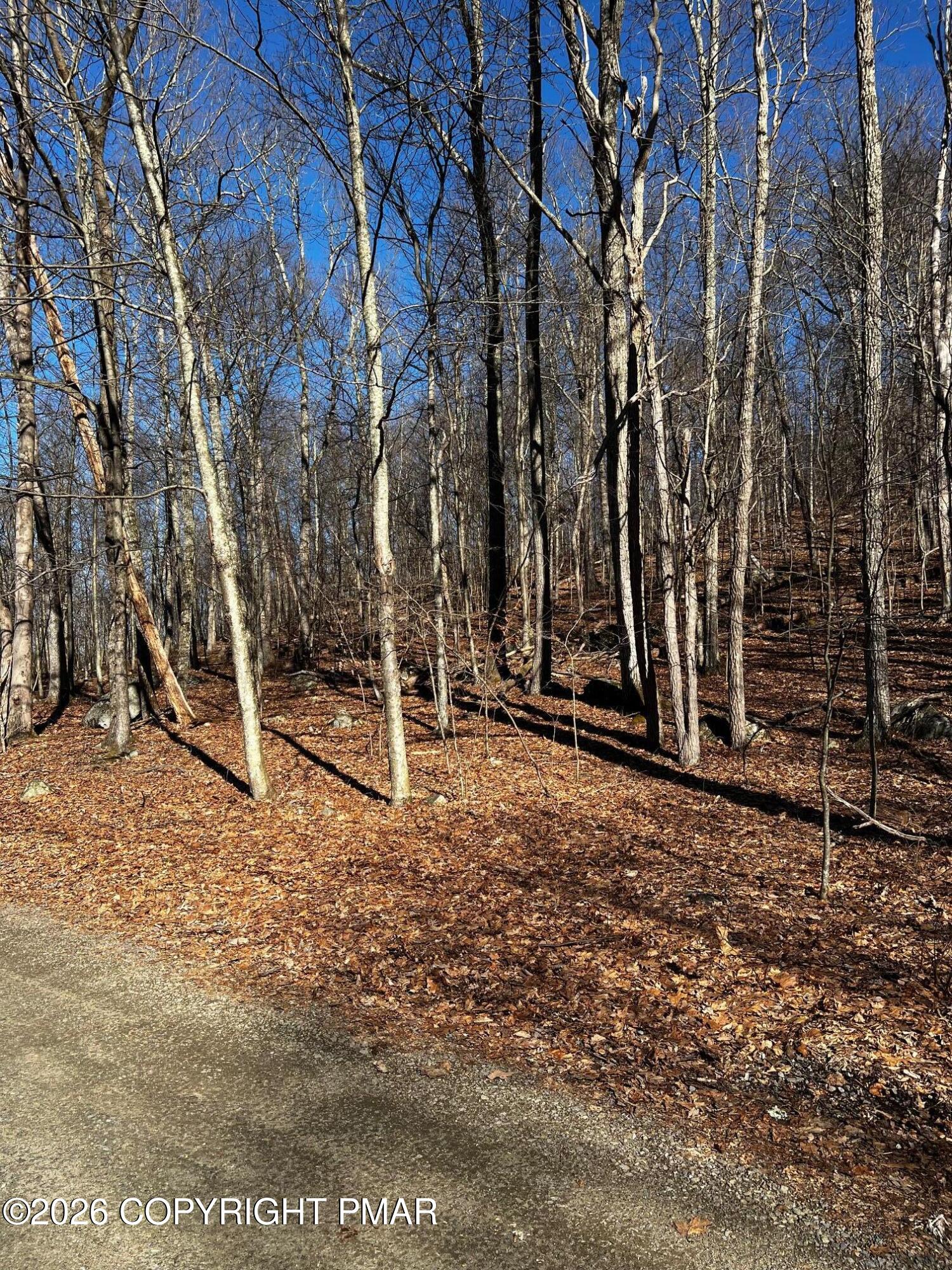 a view of a park with large trees