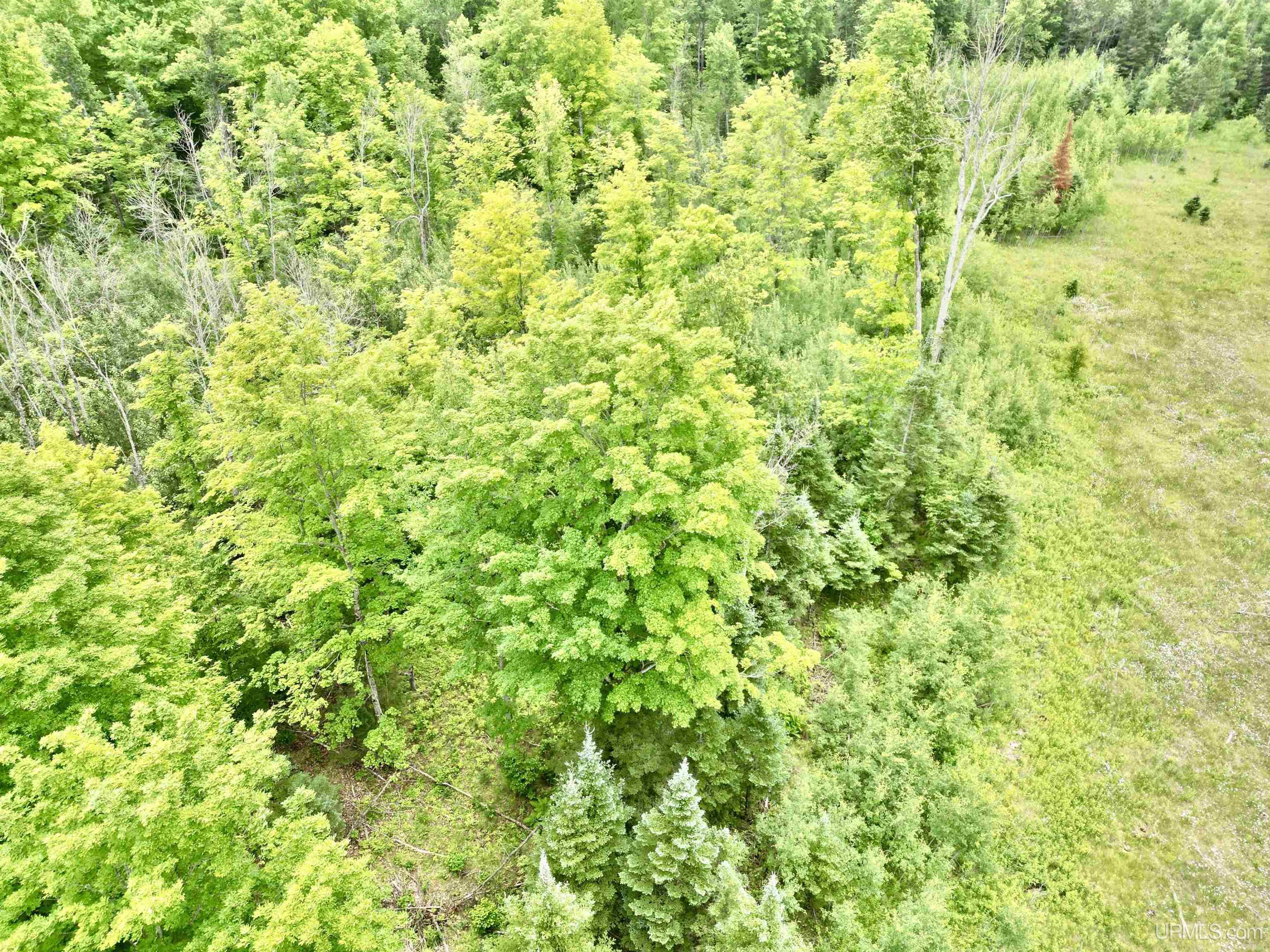 Tbd Tbd Truax Lane Road, Unit 1 Cornell, MI 49818 - Photo 8 of 13