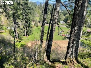 62 Wallace Creek Road Carson, WA 98610 - Photo 14 of 19 a view of a plant in a yard