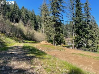 62 Wallace Creek Road Carson, WA 98610 - Photo 7 of 19 a view of a yard with plants and trees