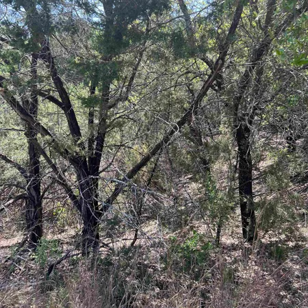 a view of a tree in a yard