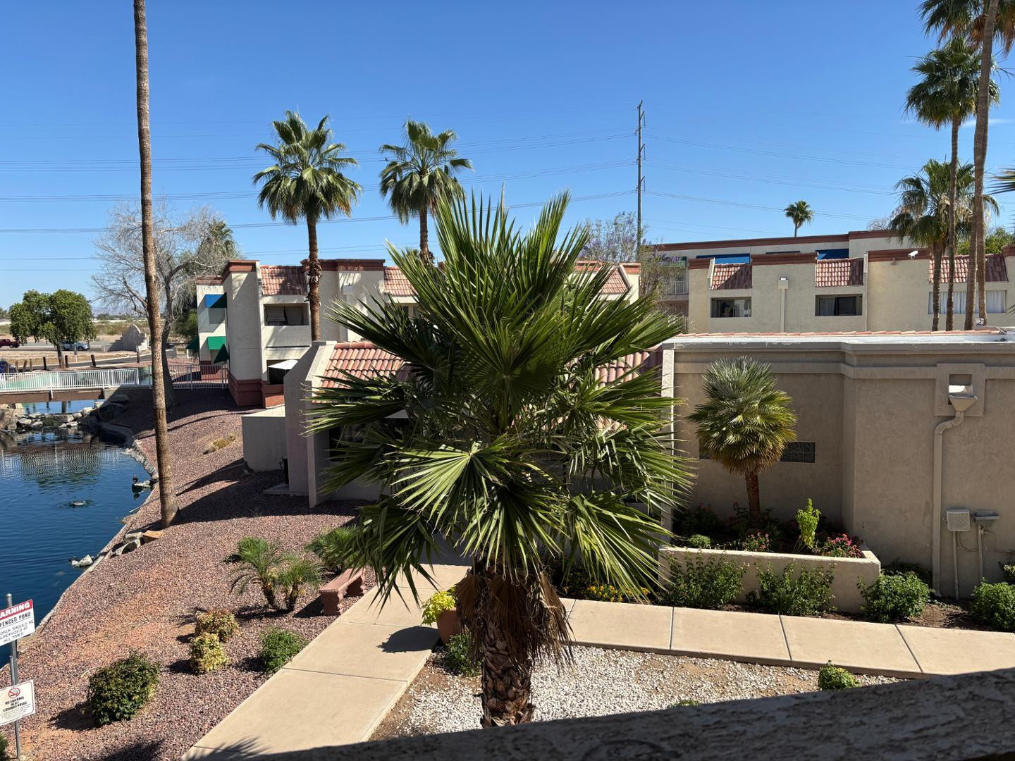 a palm tree sitting in front of a house