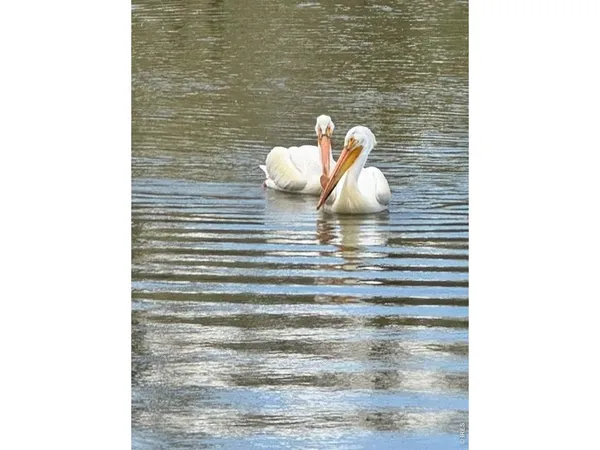 $387,500 | 1691 Grand Avenue, Unit 5, Windsor, CO 80550