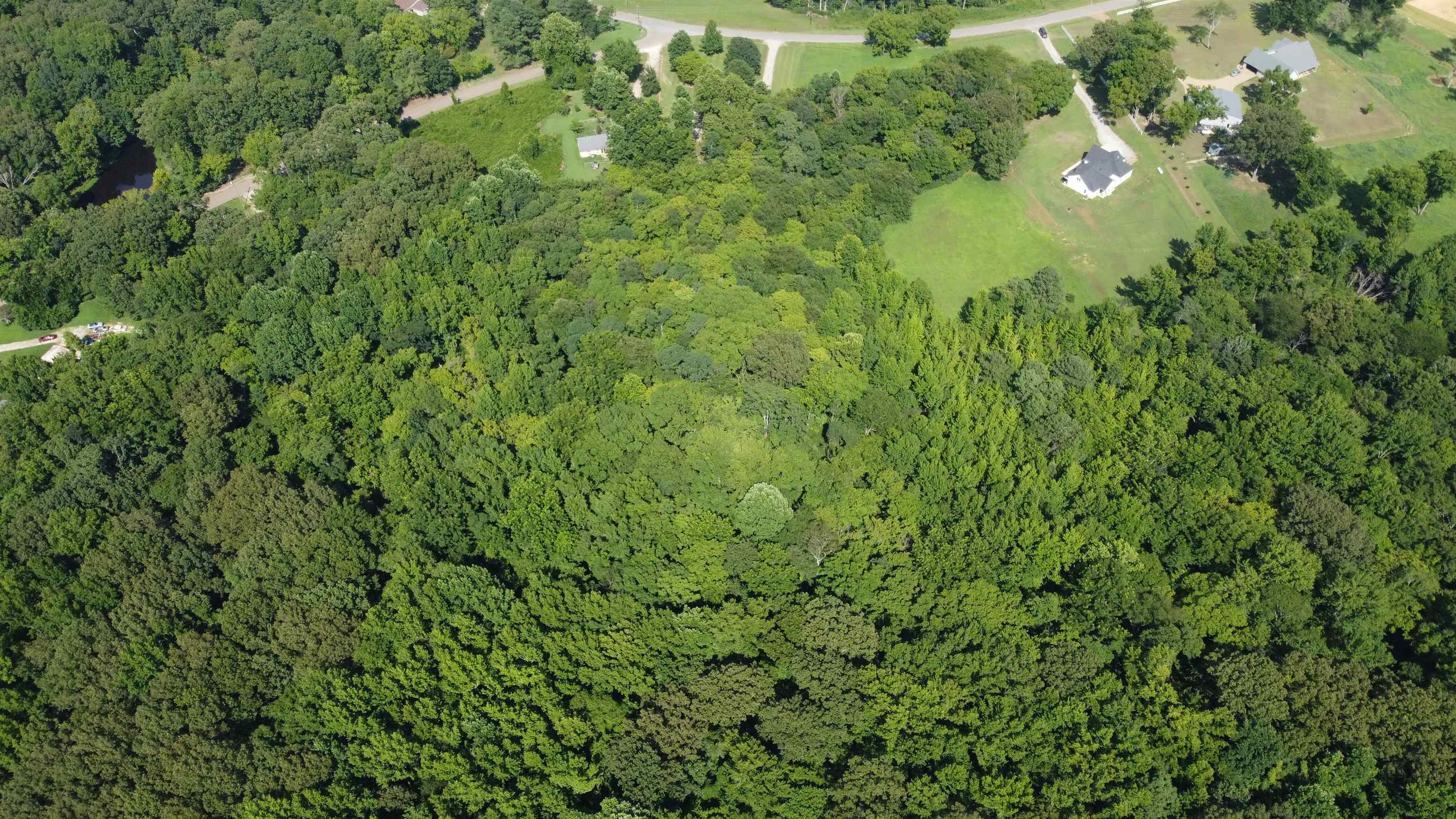 11-acres Lagrange Road Somerville, TN 38068 - Photo 5 of 9 a view of a lush green forest