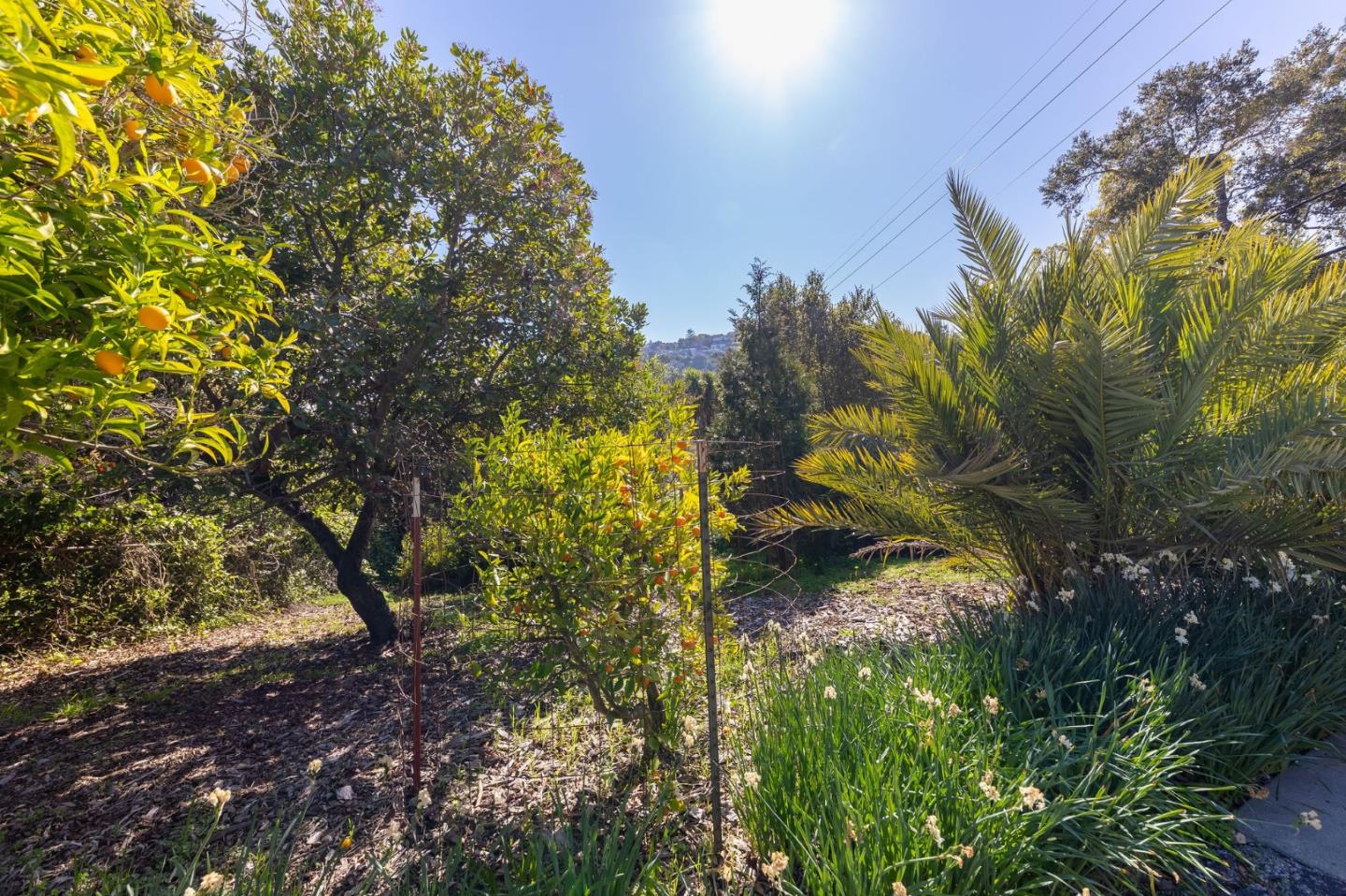 917 Holly Road Belmont, CA 94002 - Photo 4 of 82