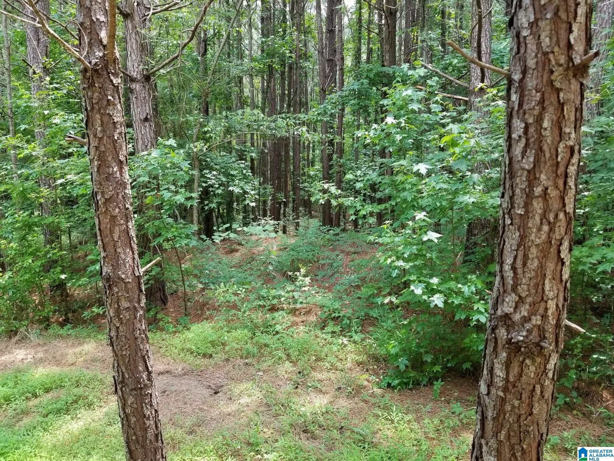 Honeycutt Road Remlap, AL 35133 - Photo 12 of 24