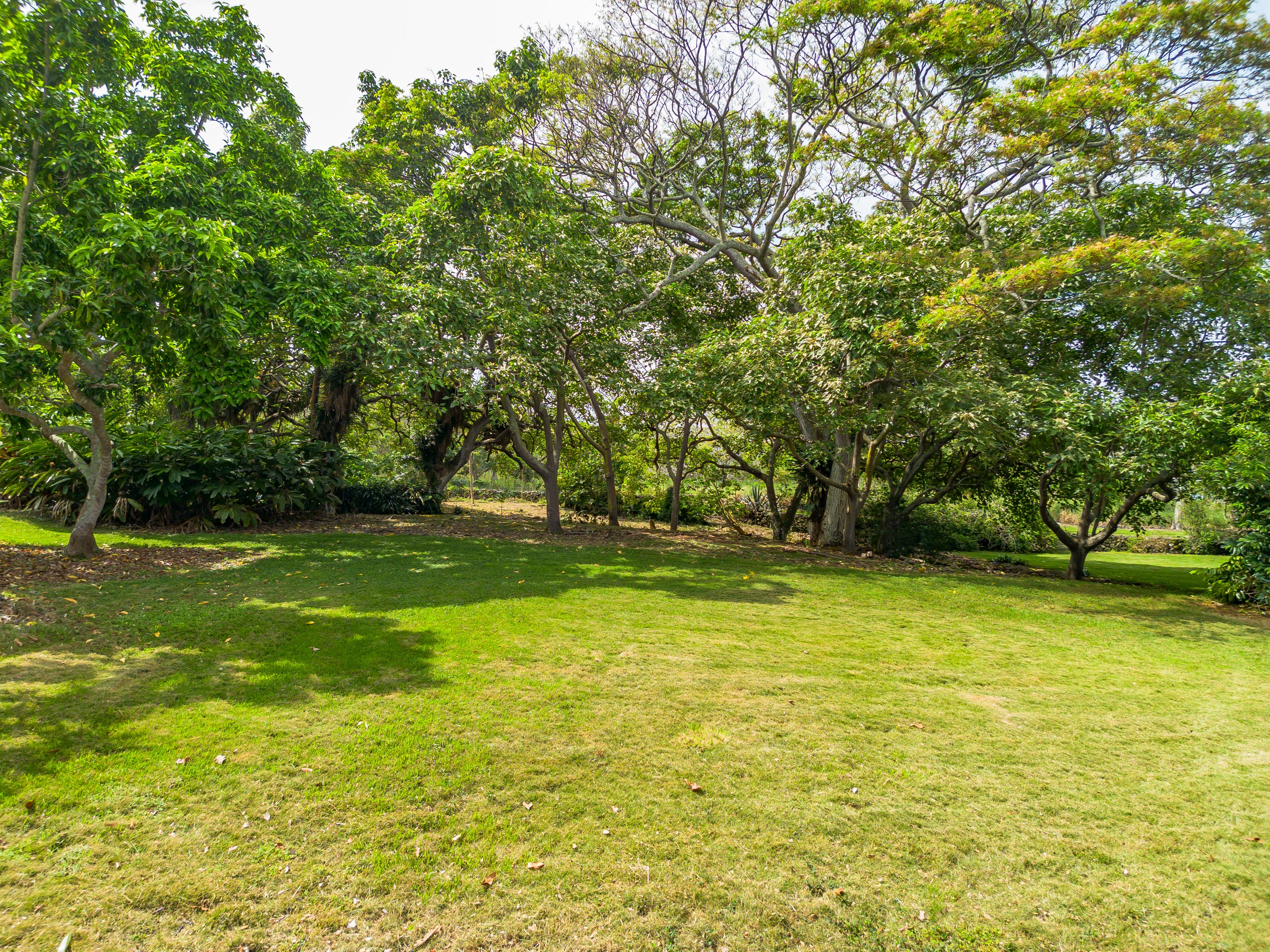 86-4190 Hookena Beach Road Captain Cook, HI 96704 - Photo 18 of 30 a view of a yard with a trees