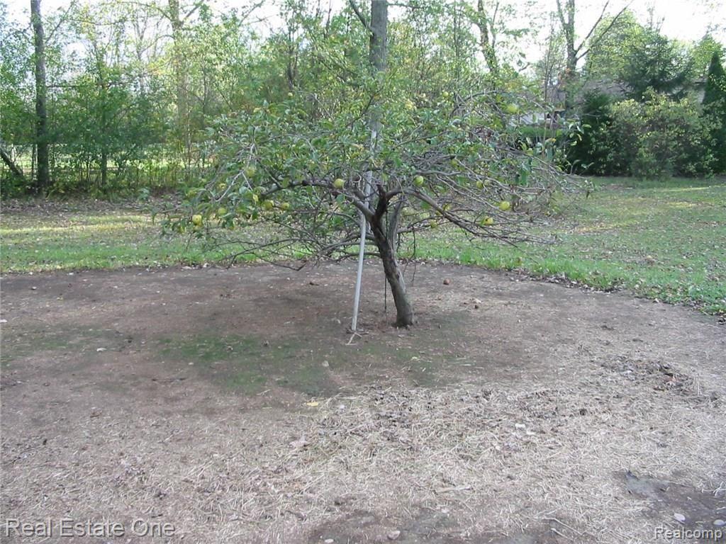 7055 Sheldon Road Belleville, MI 48111 - Photo 60 of 74 Fruit Trees.