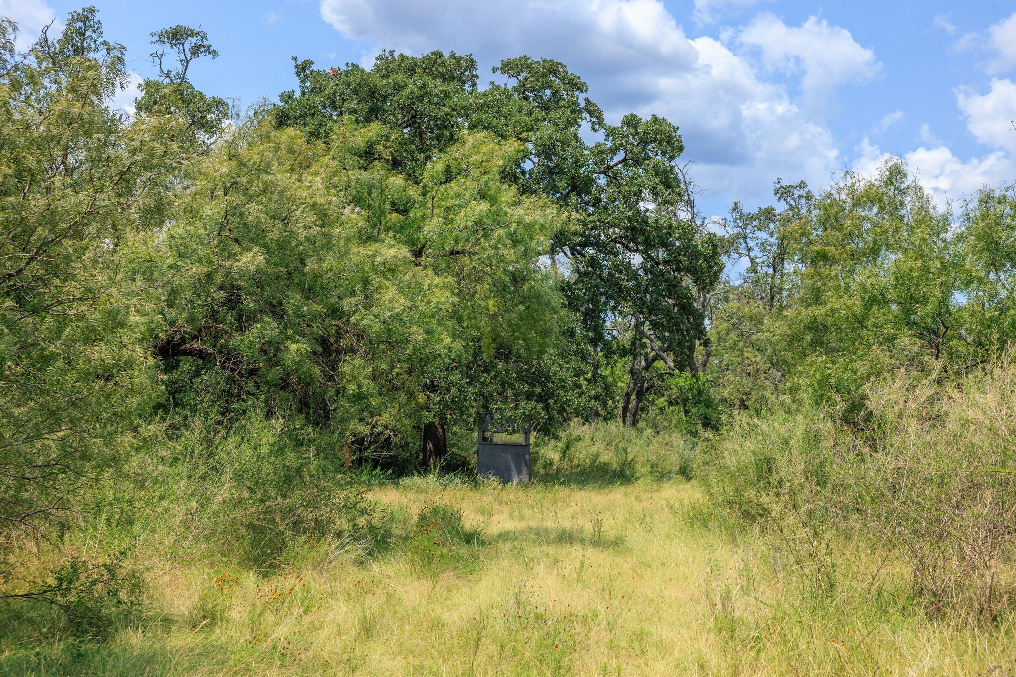 0 Ranch Road 648 Doss, TX 78618 - Photo 11 of 12 a view of a yard