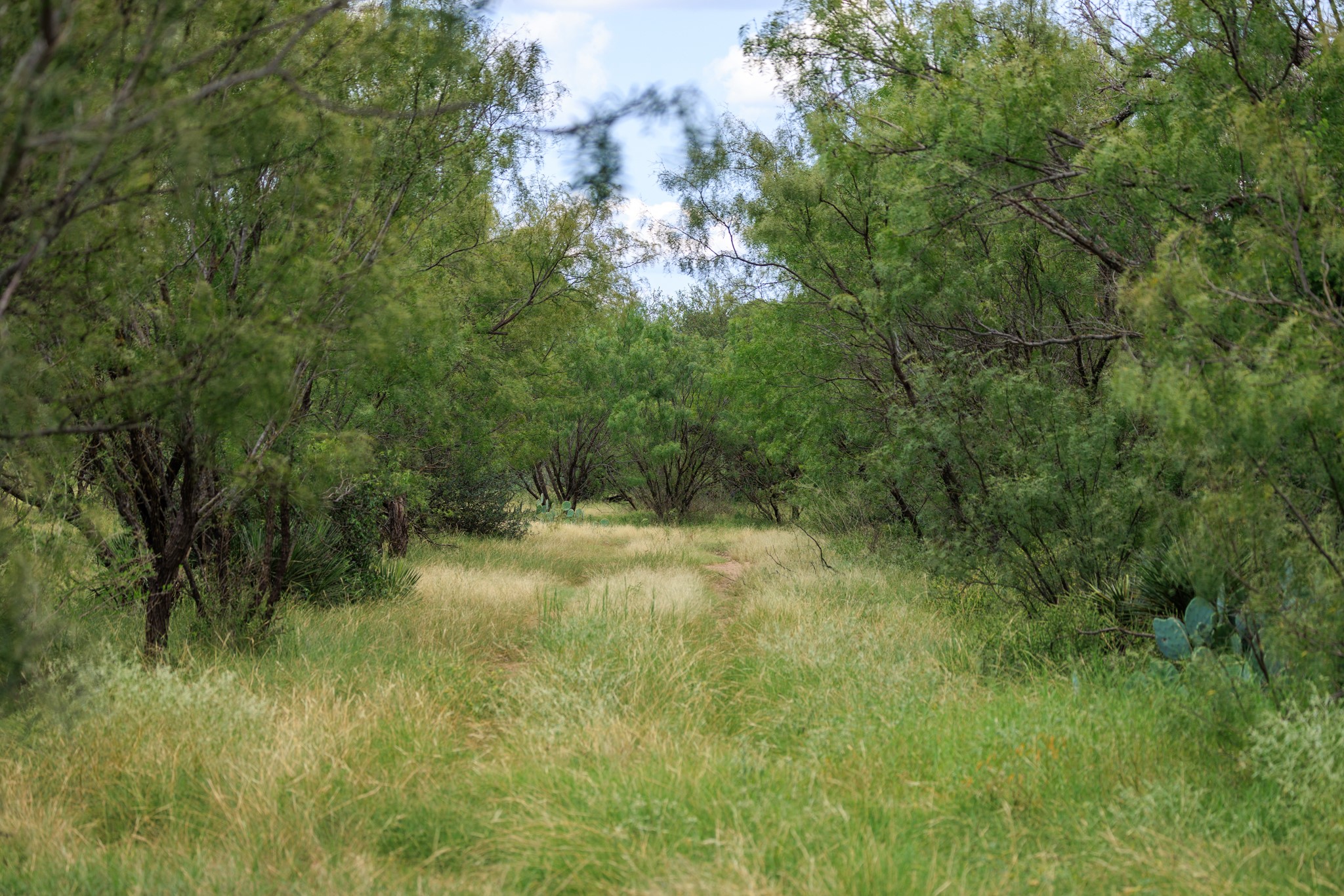 0 Ranch Road 648 Doss, TX 78618 - Photo 5 of 12 a view of a lush green space