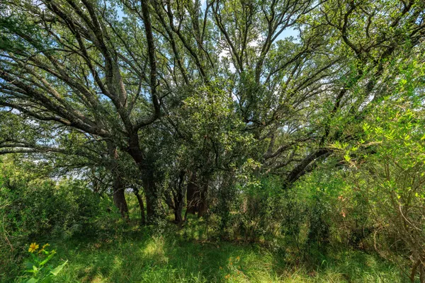 a backyard of a house with lots of plants and large trees