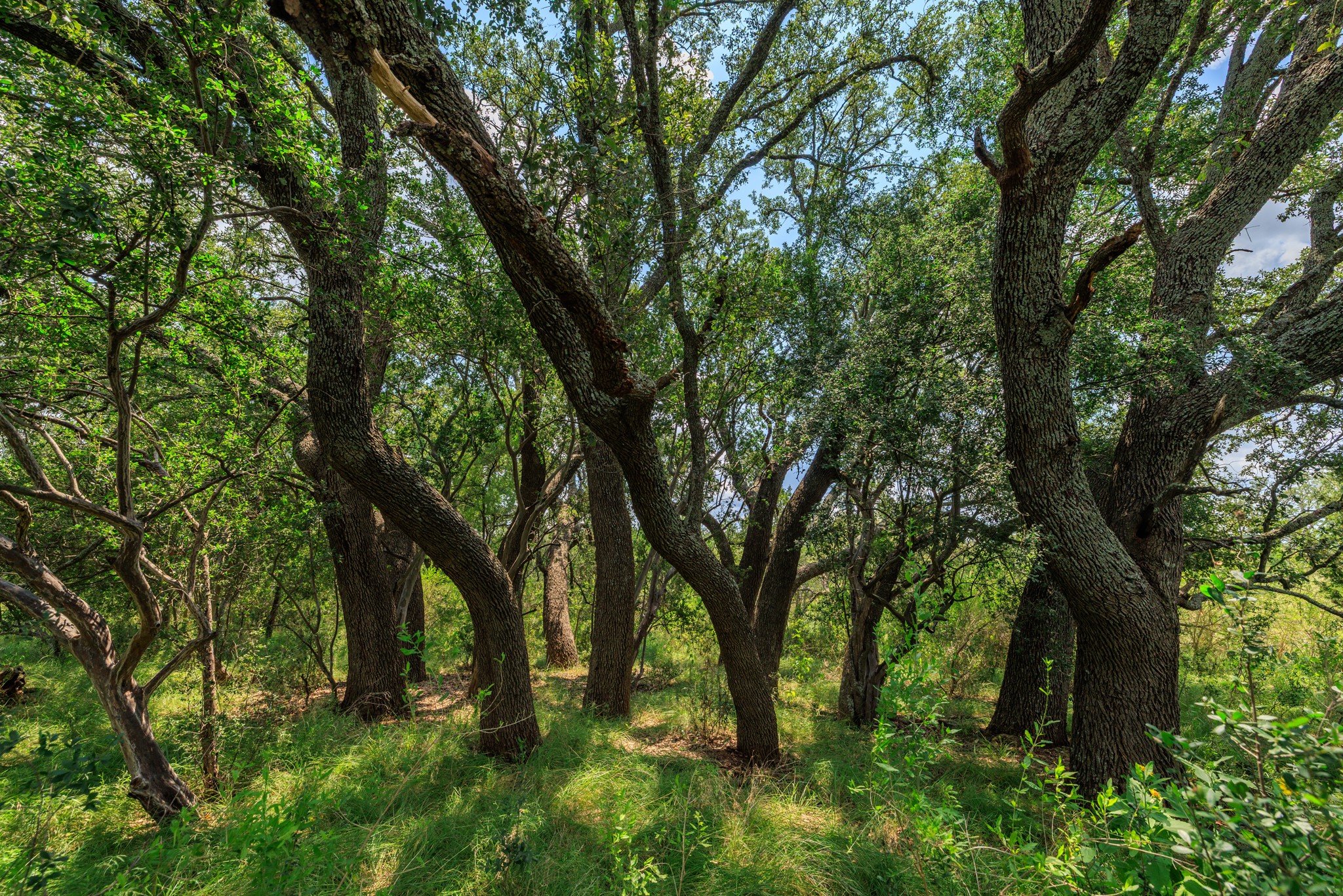 0 Ranch Road 648 Doss, TX 78618 - Photo 10 of 12 a backyard of a house with lots of green space