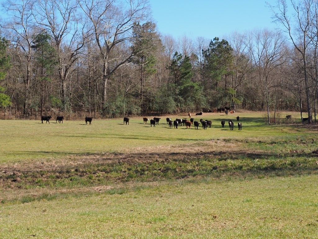Xxx Joel Lang Road Magnolia, MS 39652 - Photo 23 of 58 Photo 23