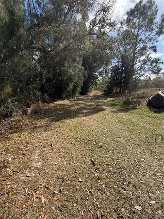 a view of a yard with trees