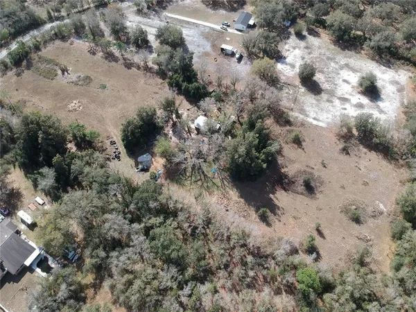 a view of a forest with a tree