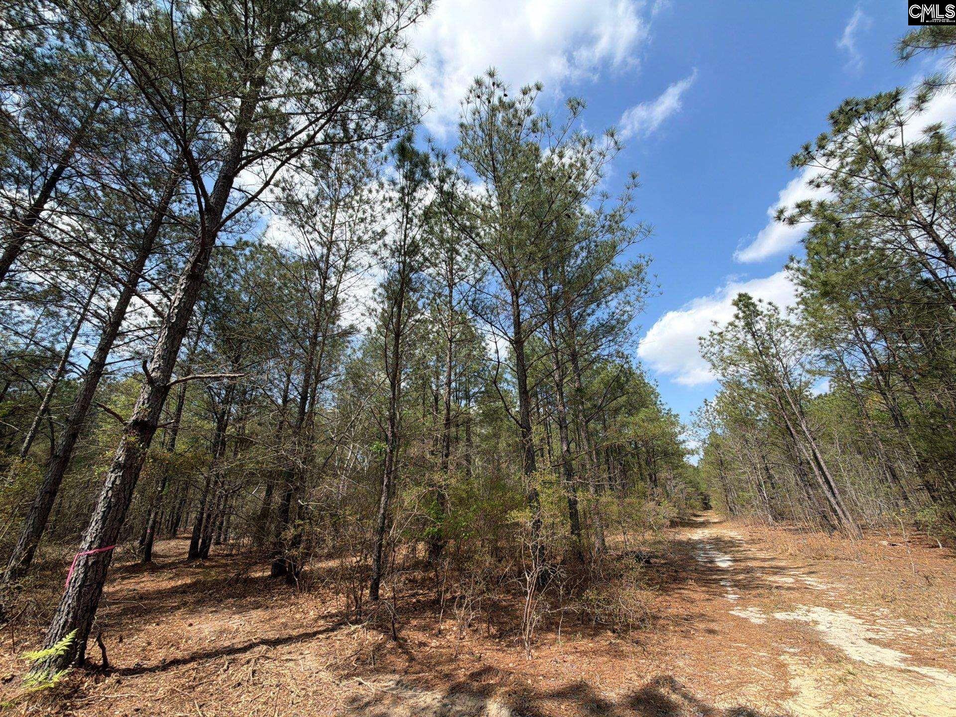 4 Mt Calvary Rd Ridge Spring Ridge Spring, SC 29129 - Photo 3 of 40