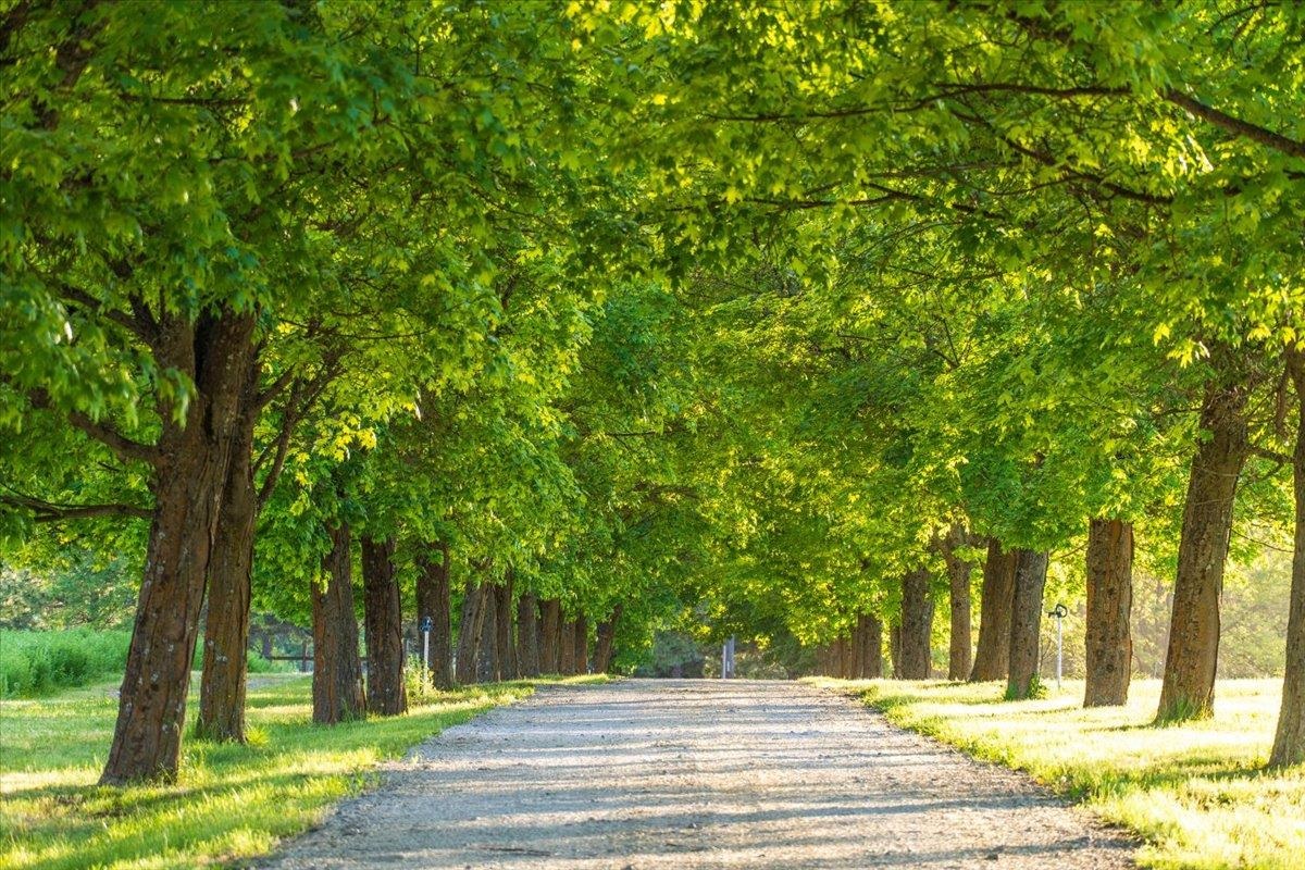 Nka East Day Mt Spokane Road, Unit NORTH PARCEL Mead, WA 99021 - Photo 5 of 22