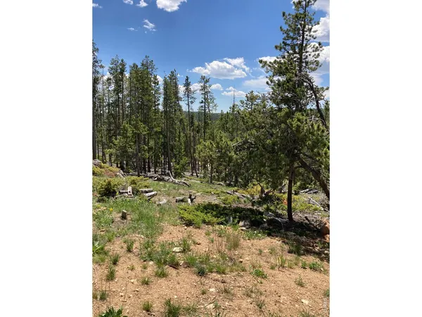 a view of a forest that has a tree