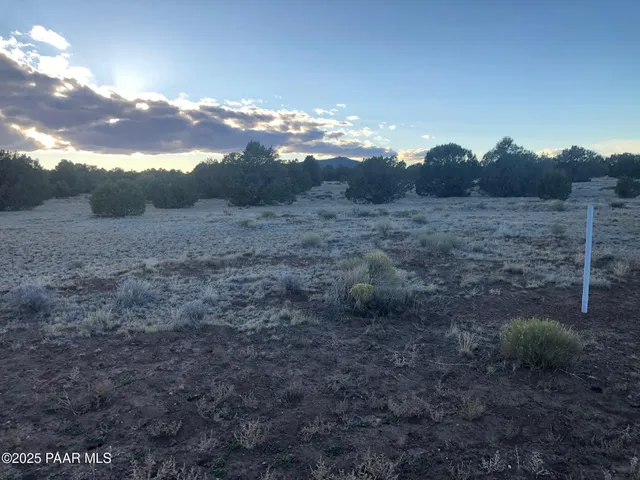 a view of a dry yard
