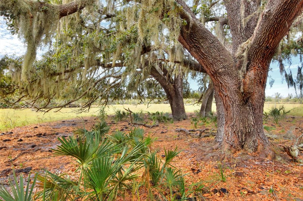 0 Carlton Lake Road Wimauma, FL 33598 - Photo 3 of 7 a view of a yard with plants and trees